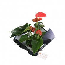 Planta de Anthurium