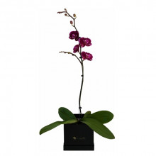 Orquidea en Box Tu Jardin