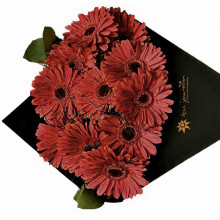 Cono de Gerberas por 12